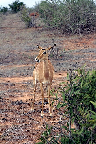 Kenia (325)